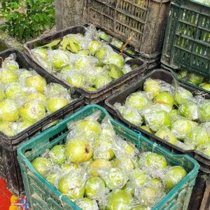পেয়ারা নিরাপদ ও পুষ্টিকর দেশী ফল
আমাদের নিজস্ব বাগান থেকে সংগ্রহ
🔹 থাই গোল্ডেন ৮ পেয়ারা ১৩৫ টাকা/কেজি