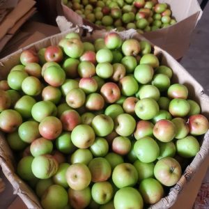 নিরাপদ ও পুষ্টিকর সিজনাল কুল/বরই 🍏