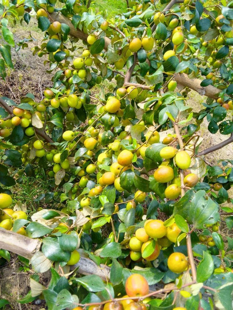 নিরাপদ ও পুষ্টিকর সিজনাল কুল/বরই 🍏 - Image 6