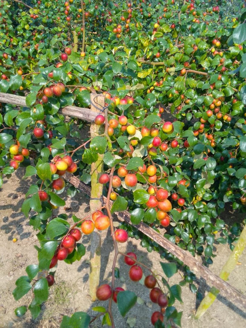 নিরাপদ ও পুষ্টিকর সিজনাল কুল/বরই 🍏 - Image 9