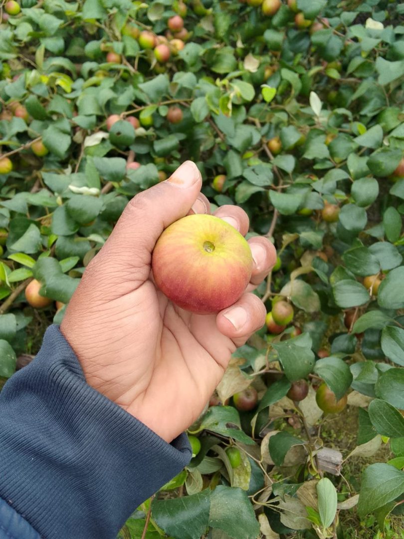 নিরাপদ ও পুষ্টিকর সিজনাল কুল/বরই 🍏 - Image 8