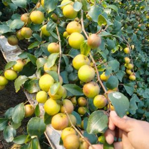 নিরাপদ ও পুষ্টিকর সিজনাল কুল/বরই 🍏