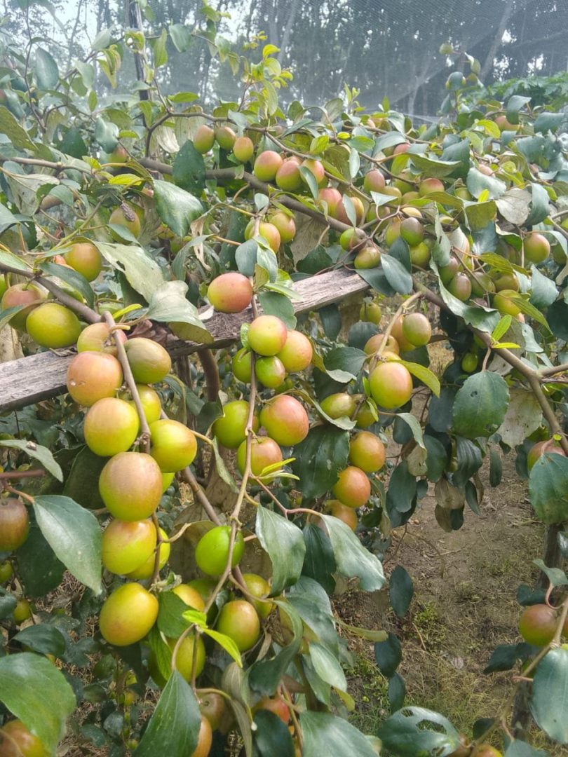 নিরাপদ ও পুষ্টিকর সিজনাল কুল/বরই 🍏 - Image 5