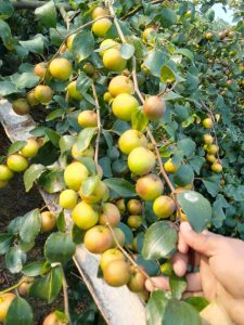 ফল/শস্য